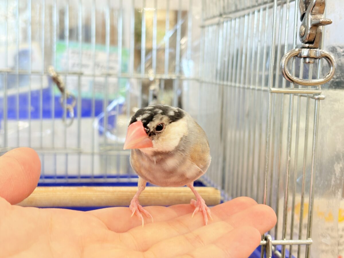 【動画更新🪄】ごま塩ヘアーが魅力的🐣🖤🤍桜文鳥 桜文鳥