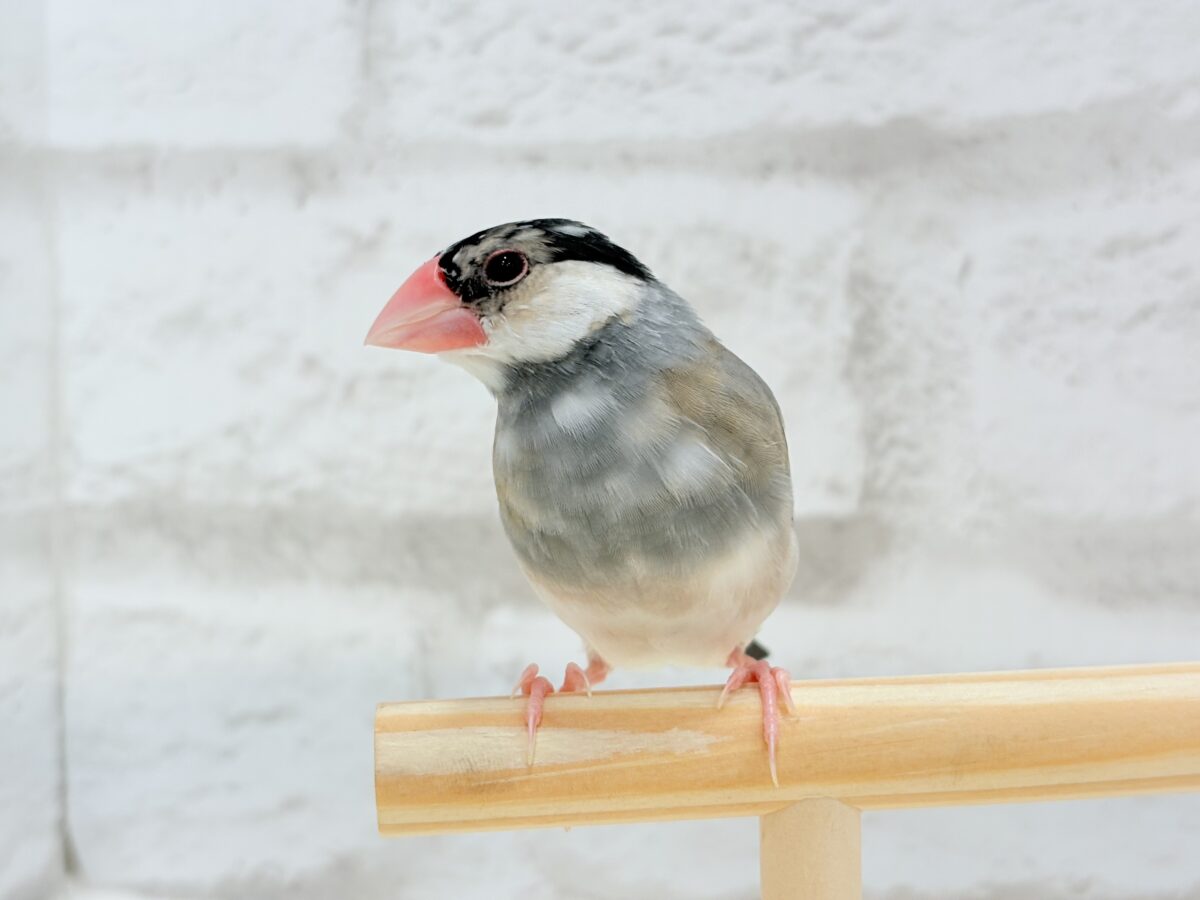 桜文鳥