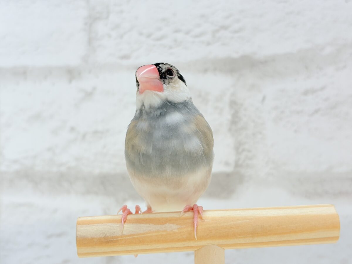 桜文鳥