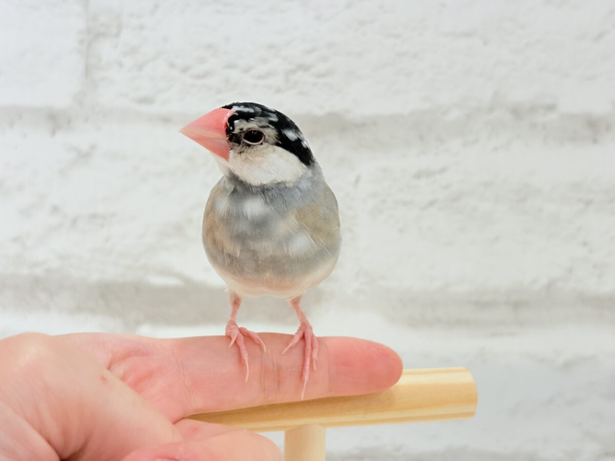 【動画更新🪄】ごま塩ヘアーが魅力的🐣🖤🤍桜文鳥 桜文鳥