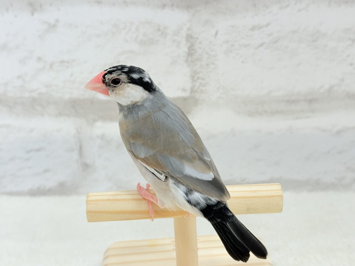 【動画更新🪄】ごま塩ヘアーが魅力的🐣🖤🤍桜文鳥 桜文鳥