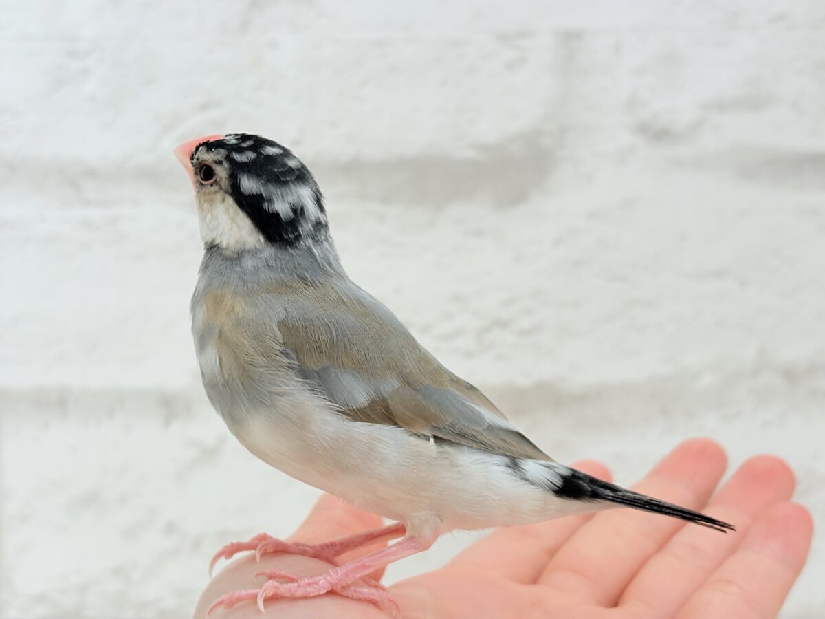 桜文鳥