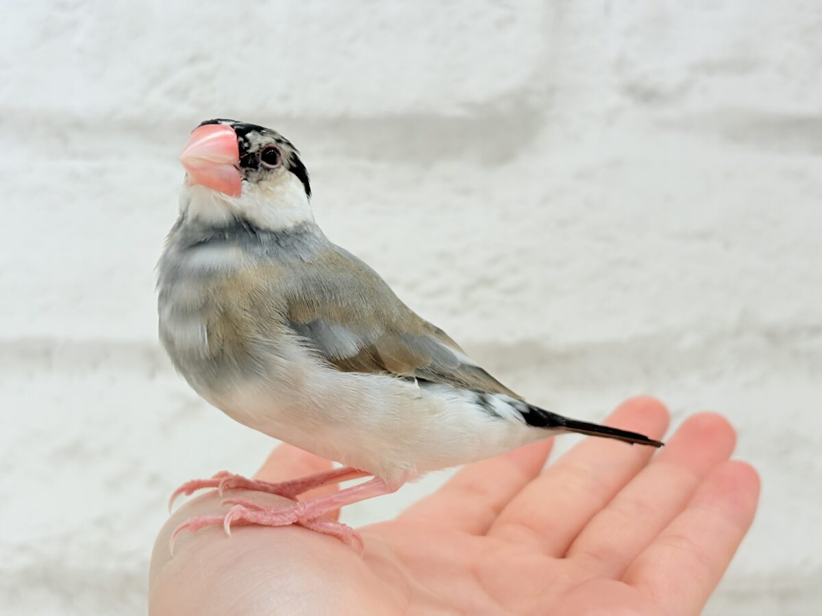 【動画更新🪄】ごま塩ヘアーが魅力的🐣🖤🤍桜文鳥 桜文鳥