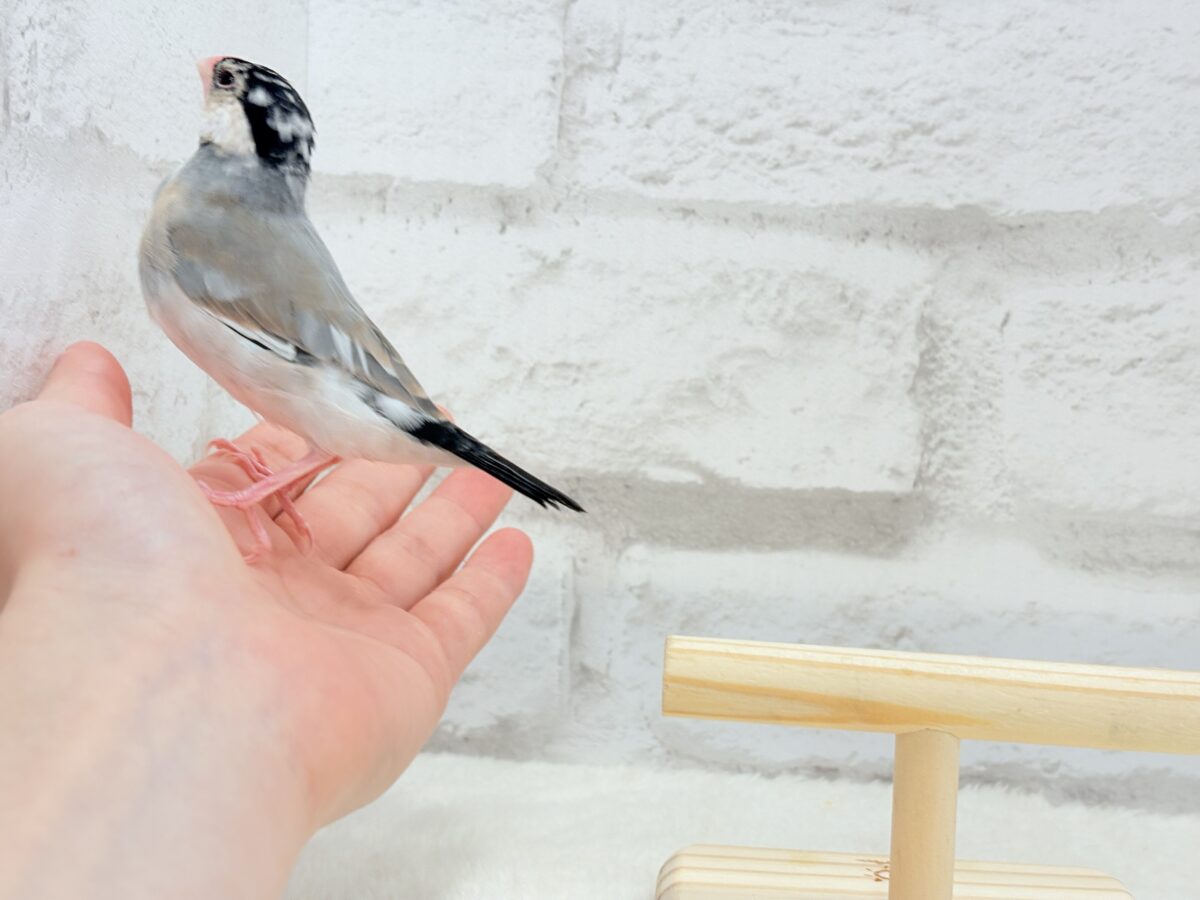 【動画更新🪄】ごま塩ヘアーが魅力的🐣🖤🤍桜文鳥 桜文鳥