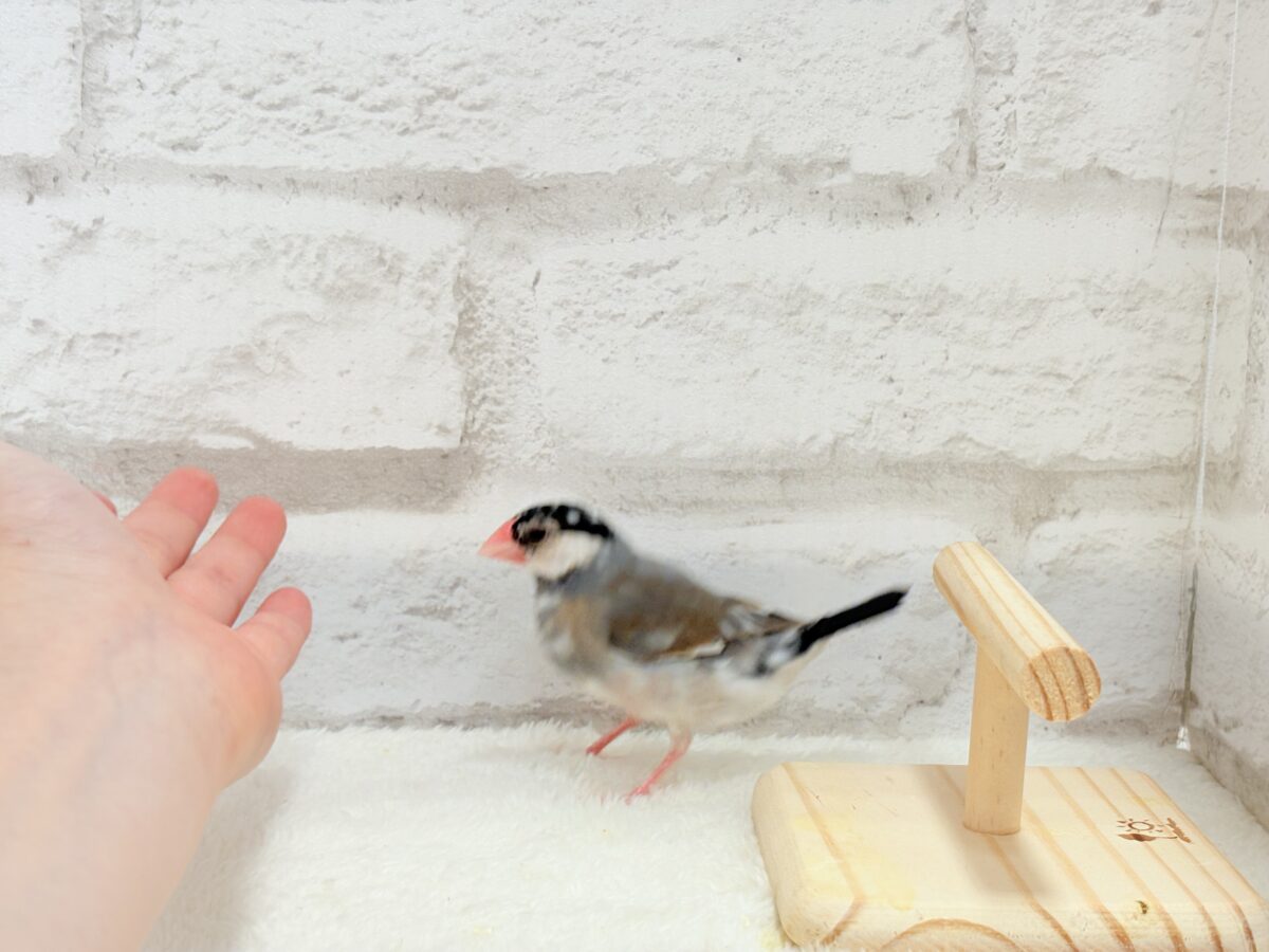 【動画更新🪄】ごま塩ヘアーが魅力的🐣🖤🤍桜文鳥 桜文鳥