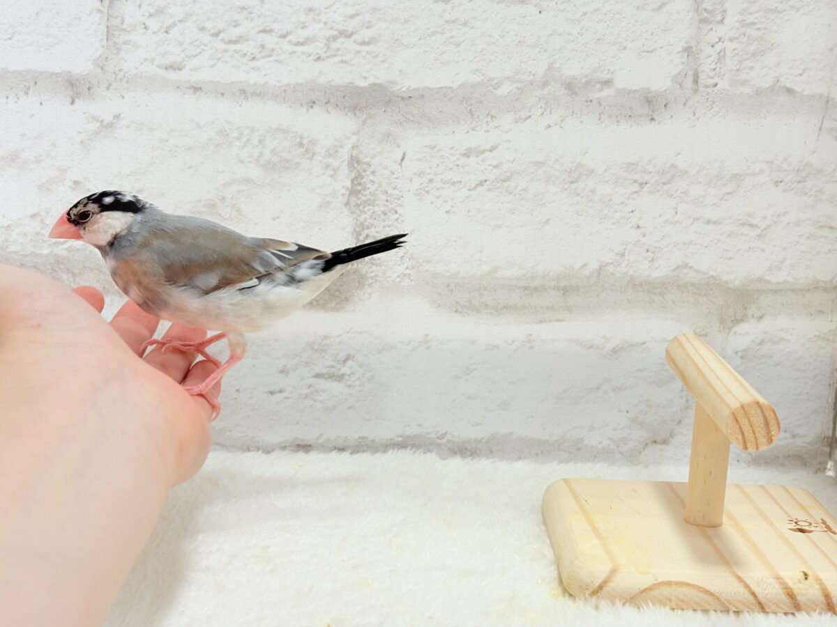 【動画更新🪄】ごま塩ヘアーが魅力的🐣🖤🤍桜文鳥 桜文鳥