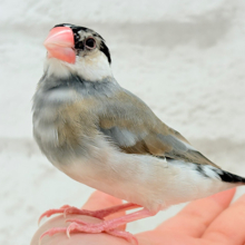 【動画更新🪄】ごま塩ヘアーが魅力的🐣🖤🤍桜文鳥
