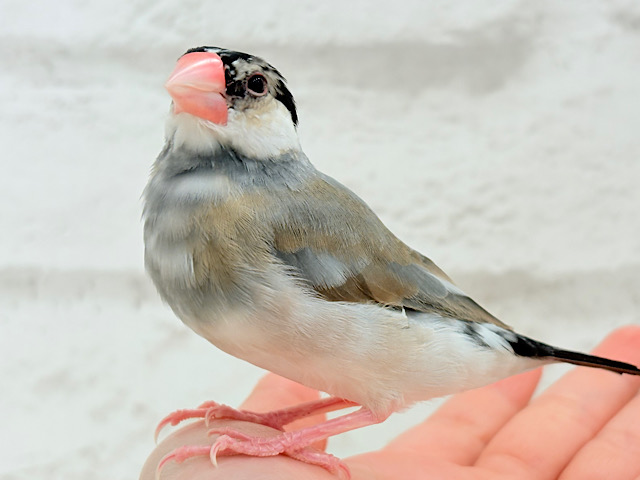 【動画更新🪄】ごま塩ヘアーが魅力的🐣🖤🤍桜文鳥