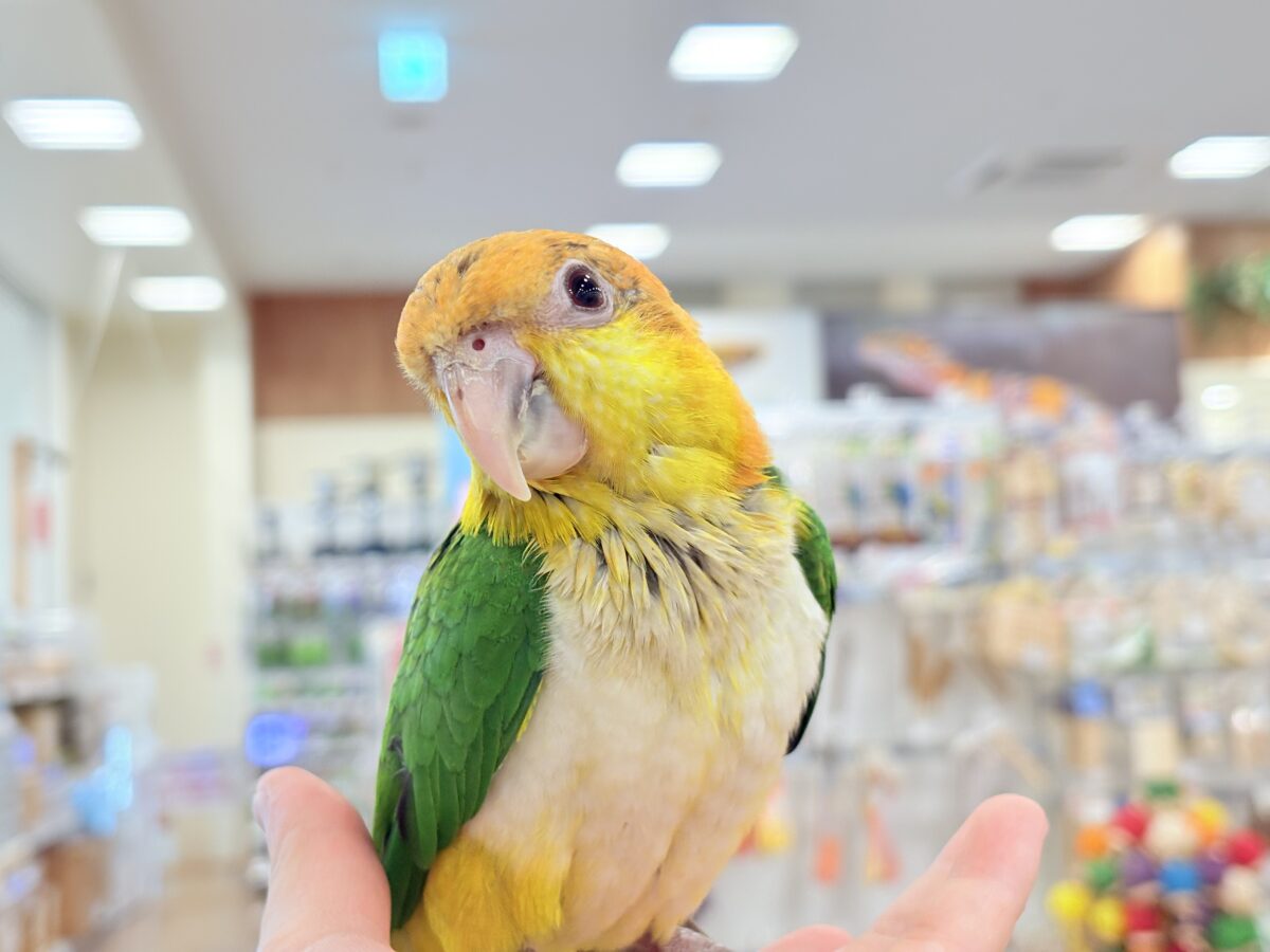 【最新画像更新🪄もうすぐひとり餌☆】元気印🪅みかん頭の甘えんぼ🍊💖シロハラインコ ヒナ シロハラインコ