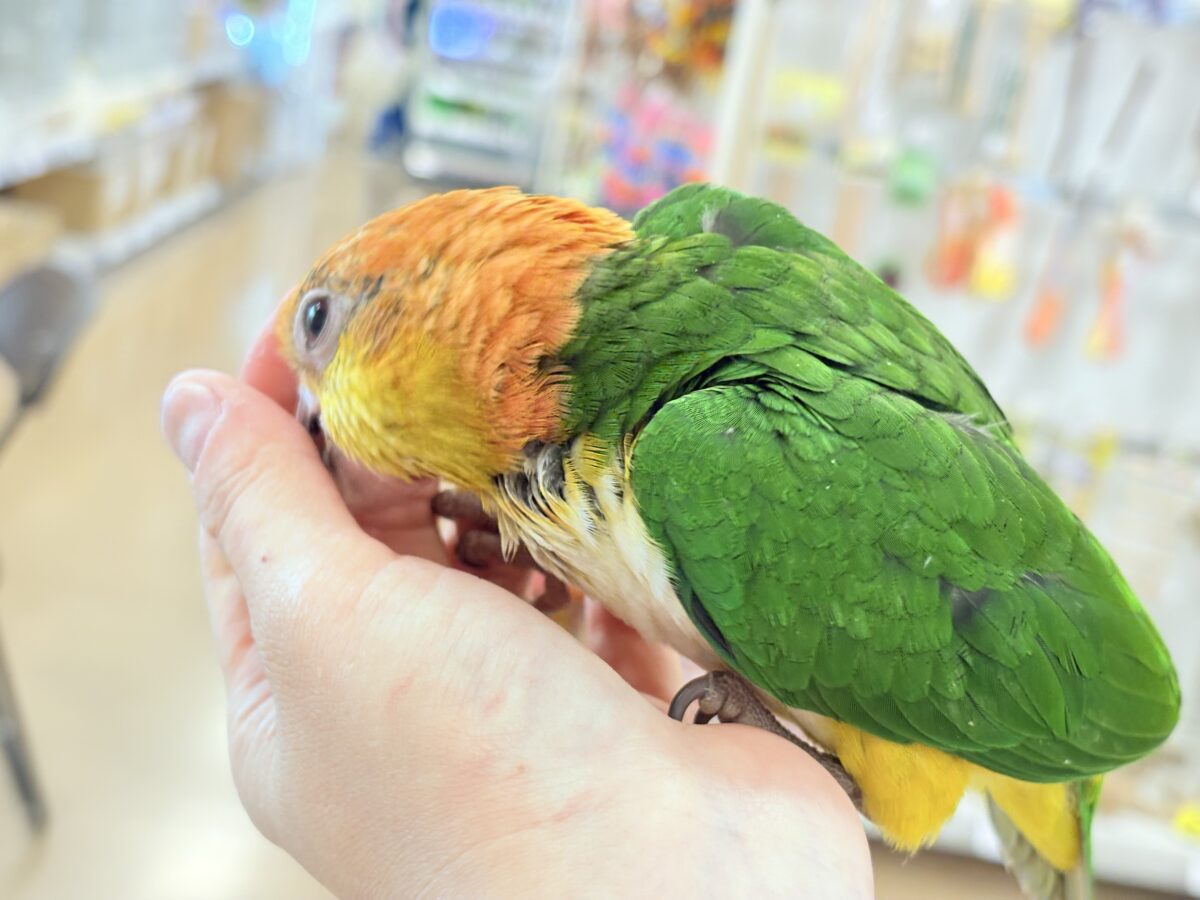 【最新画像更新🪄もうすぐひとり餌☆】元気印🪅みかん頭の甘えんぼ🍊💖シロハラインコ ヒナ シロハラインコ