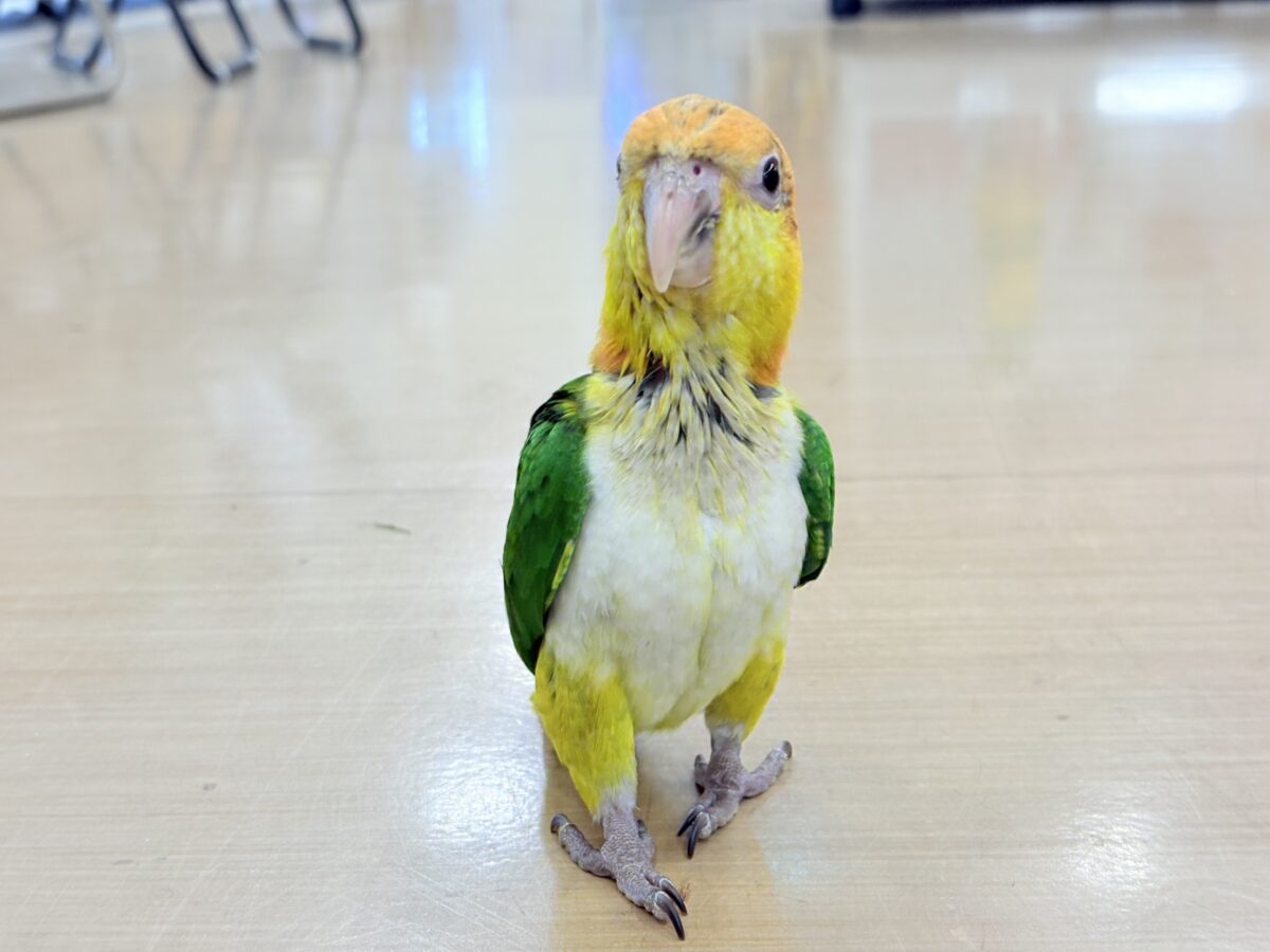 【最新画像更新🪄もうすぐひとり餌☆】元気印🪅みかん頭の甘えんぼ🍊💖シロハラインコ ヒナ シロハラインコ