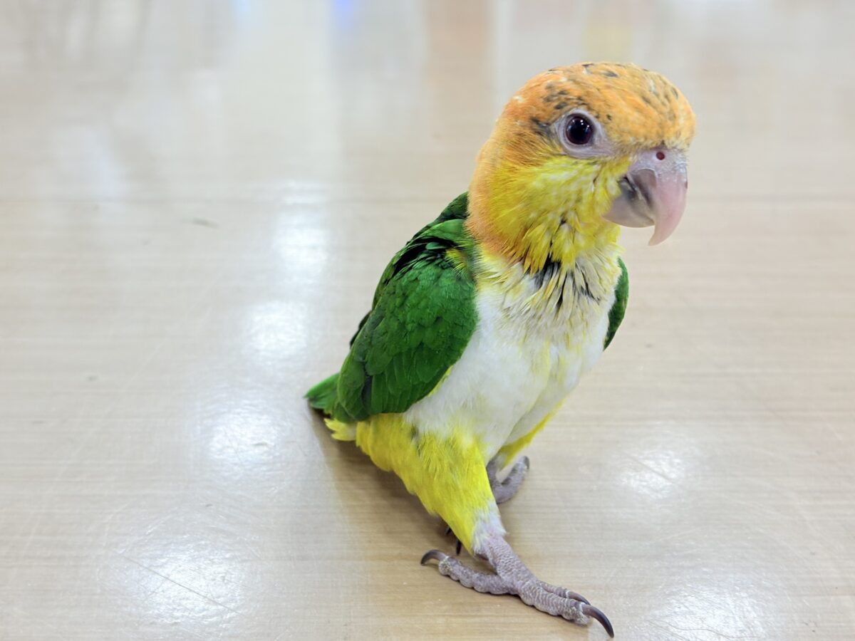 シロハラインコ