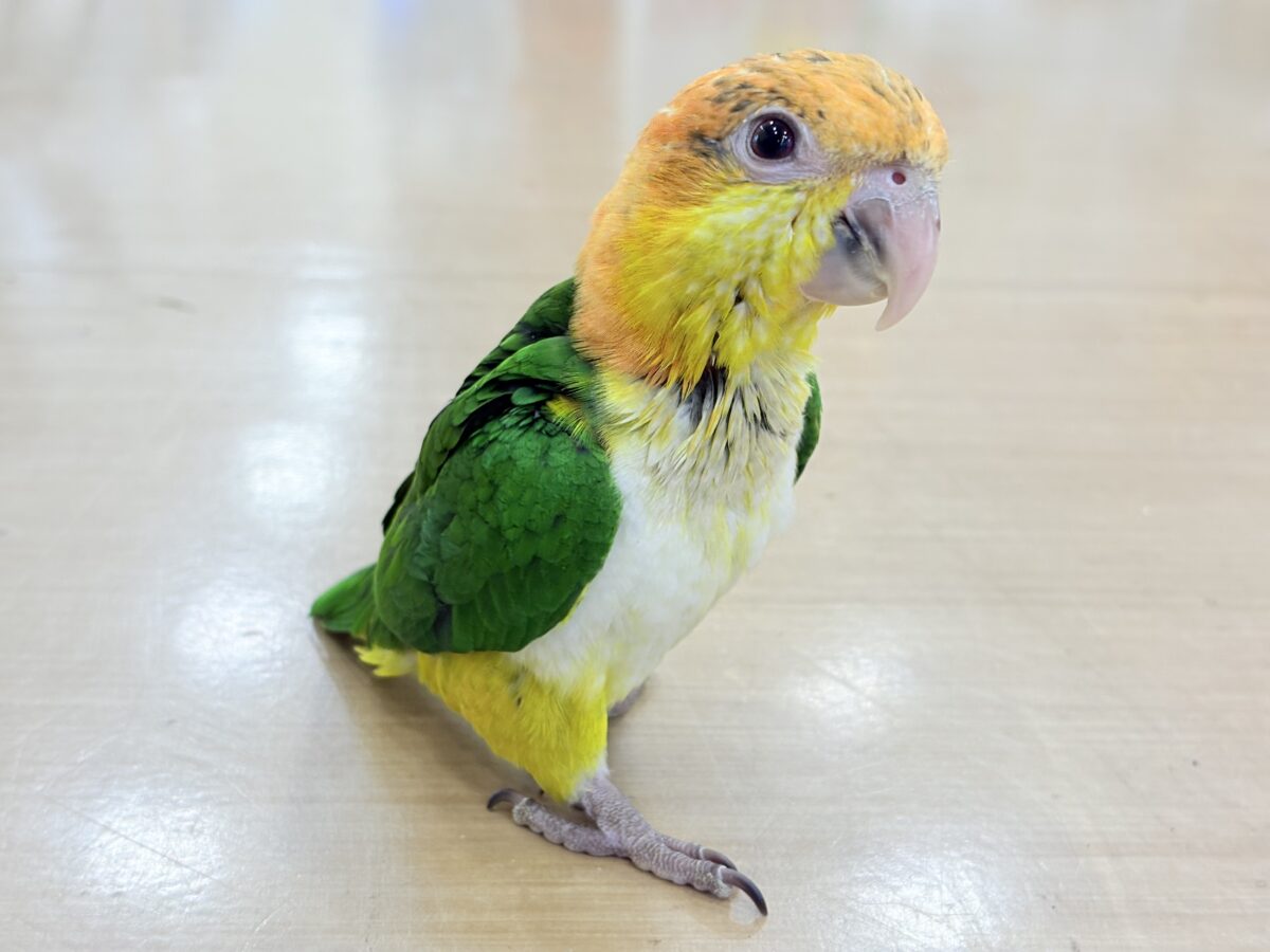 シロハラインコ