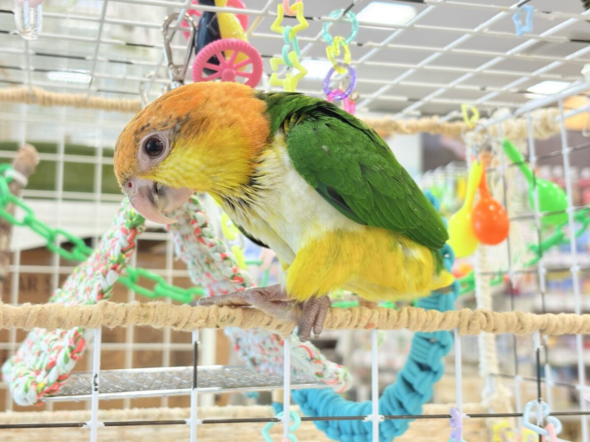 シロハラインコ