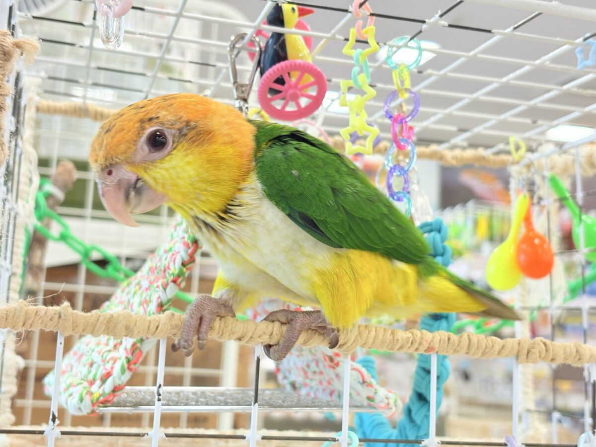 シロハラインコ