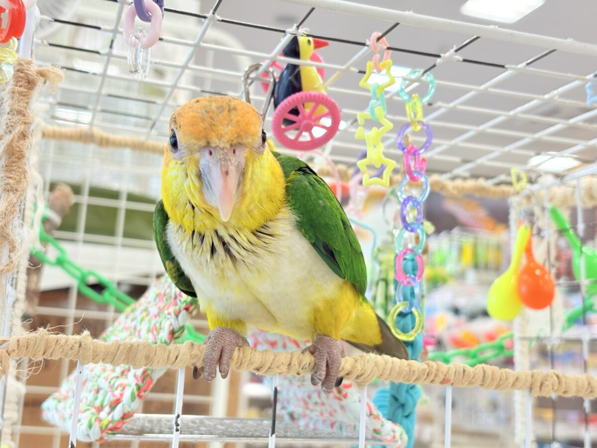 【最新画像更新🪄もうすぐひとり餌☆】元気印🪅みかん頭の甘えんぼ🍊💖シロハラインコ ヒナ シロハラインコ