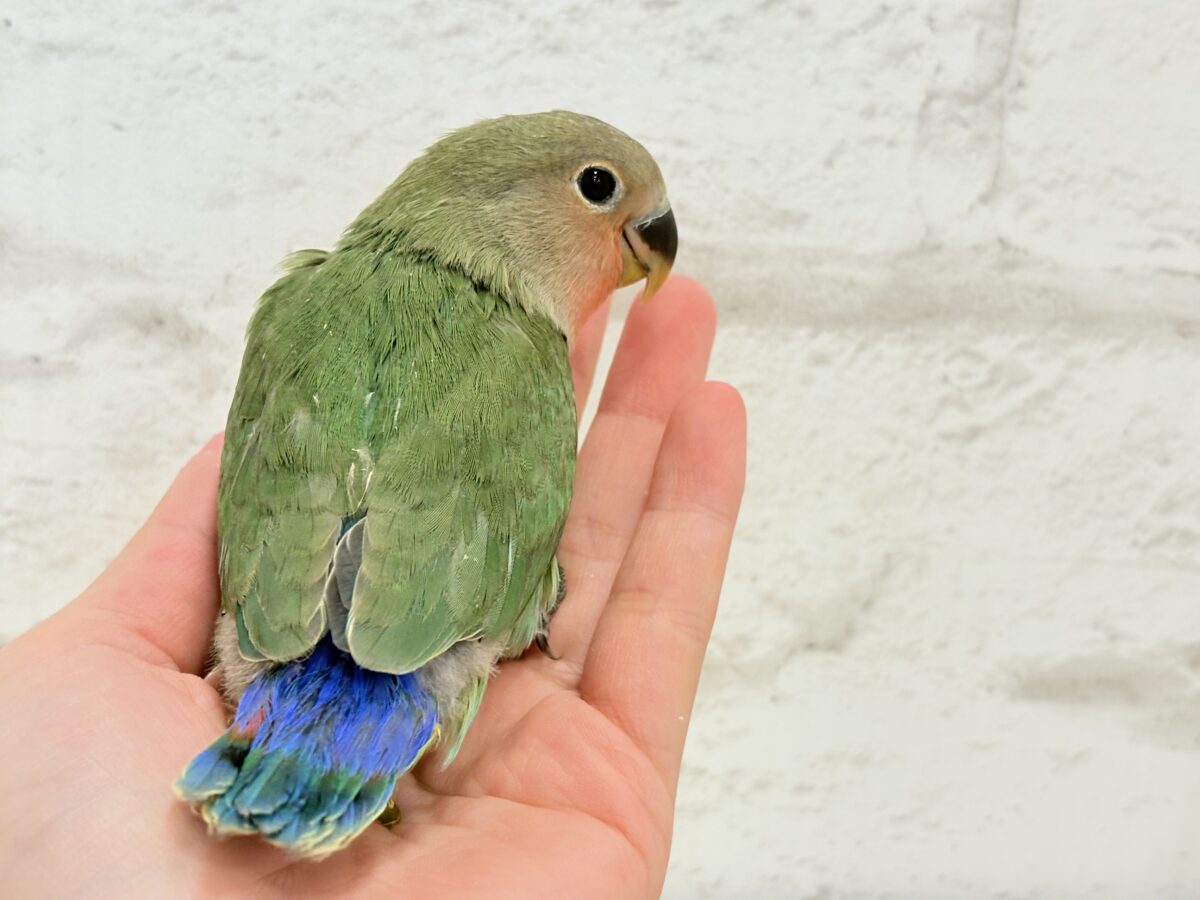 コザクラインコ（小桜インコ）