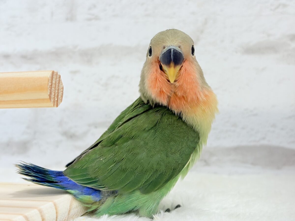 コザクラインコ（小桜インコ）