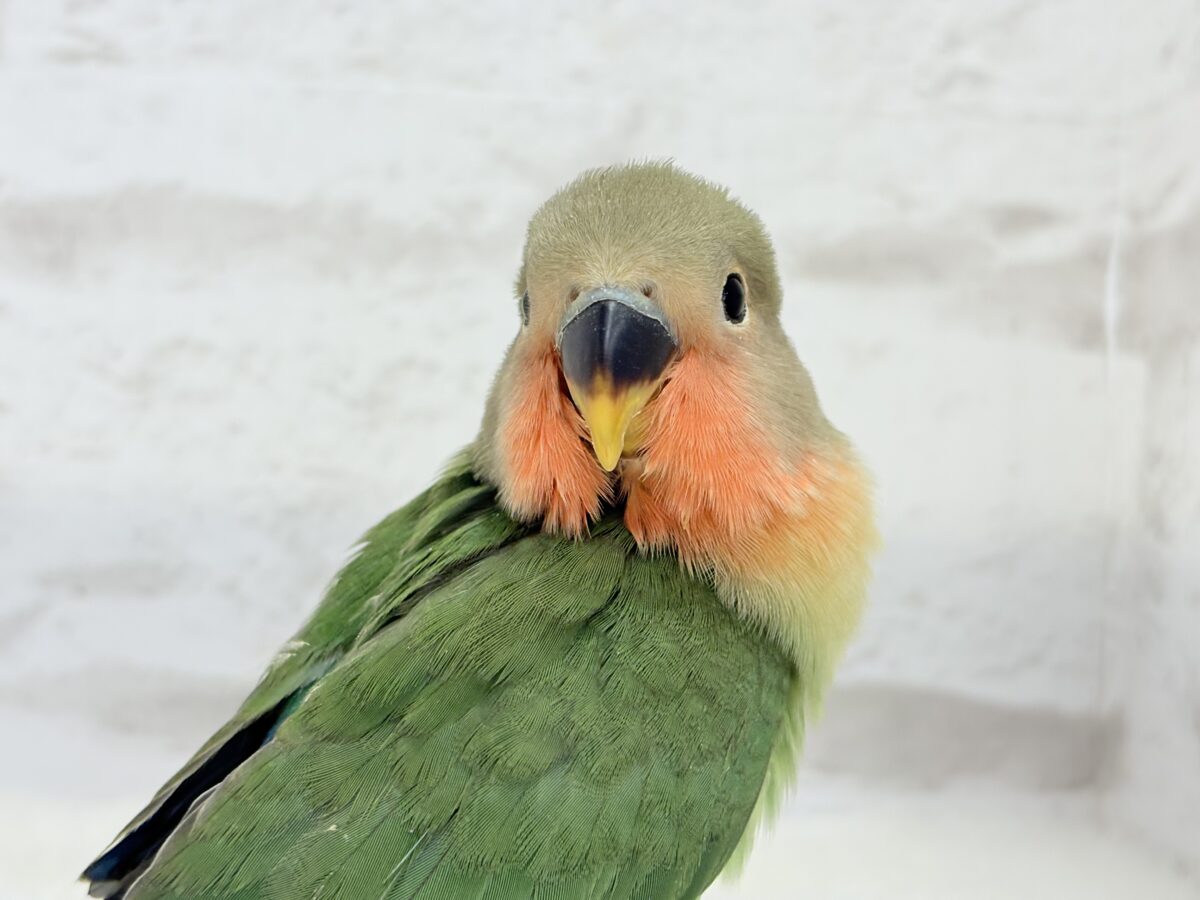 コザクラインコ（小桜インコ）
