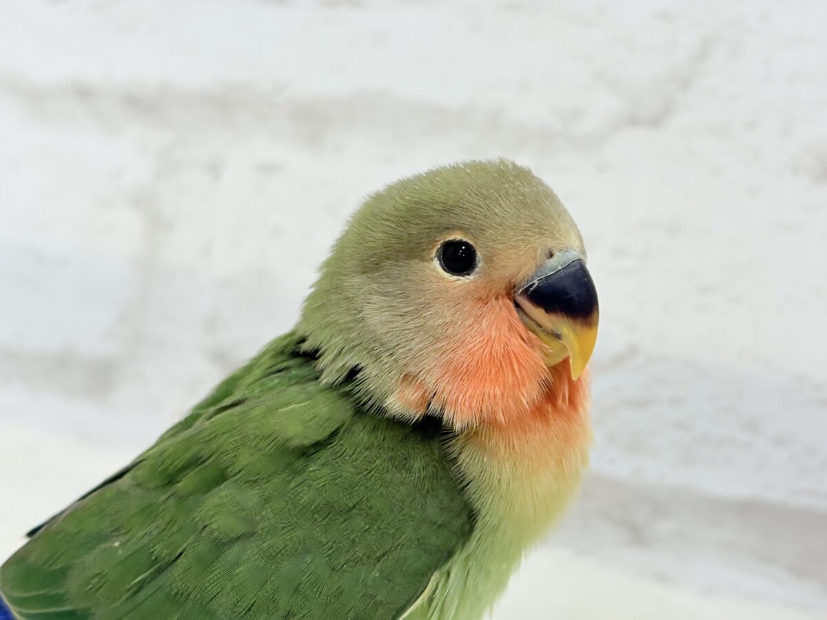 コザクラインコ（小桜インコ）