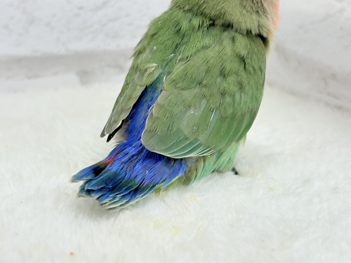 コザクラインコ（小桜インコ）