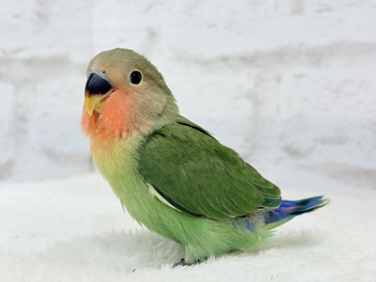 コザクラインコ（小桜インコ）