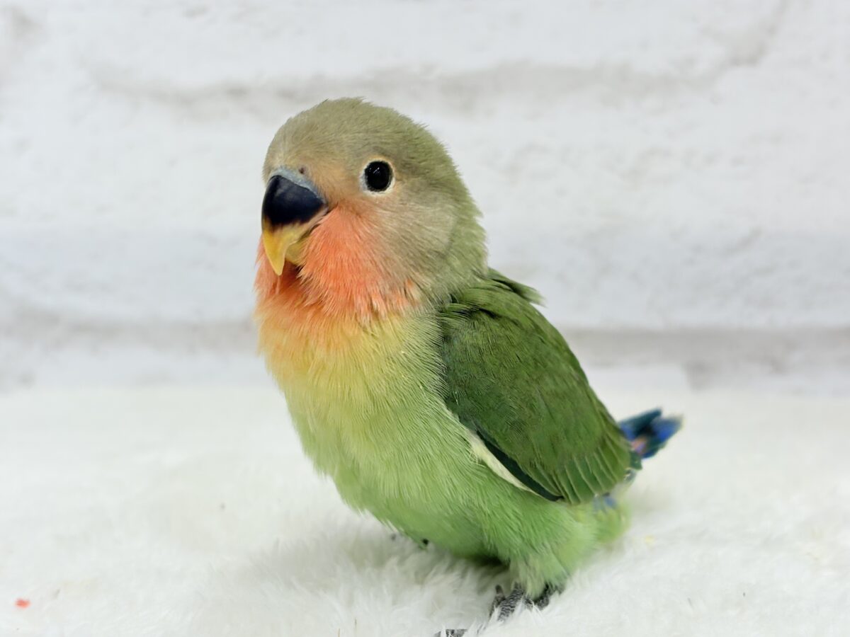 コザクラインコ（小桜インコ）