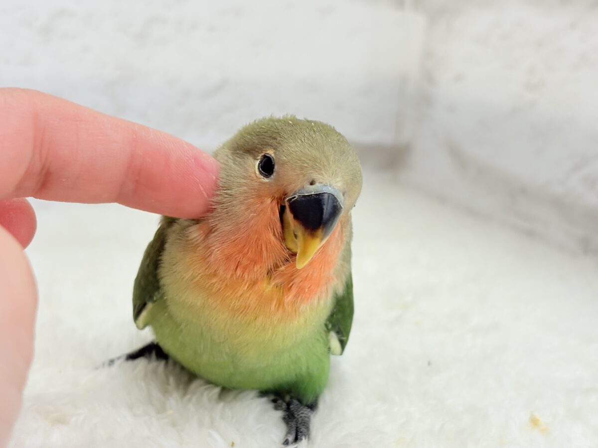 コザクラインコ（小桜インコ）