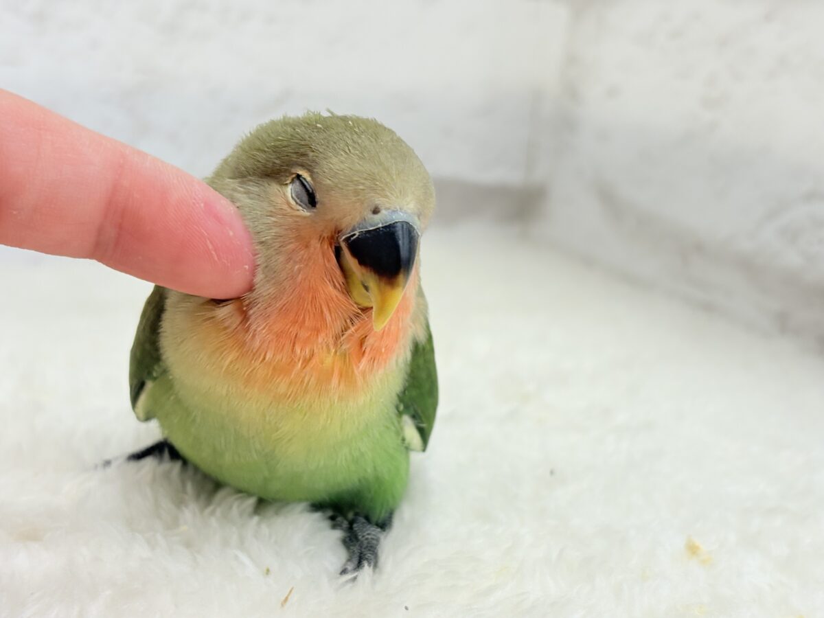 コザクラインコ（小桜インコ）