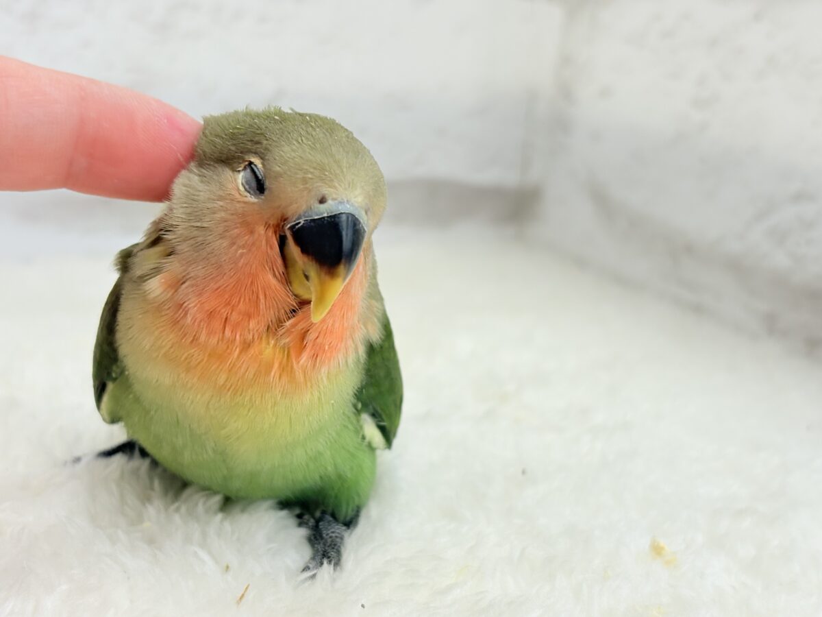 コザクラインコ（小桜インコ）