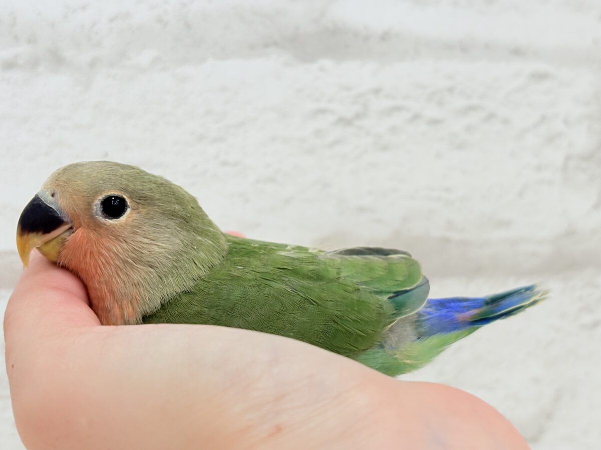 コザクラインコ（小桜インコ）