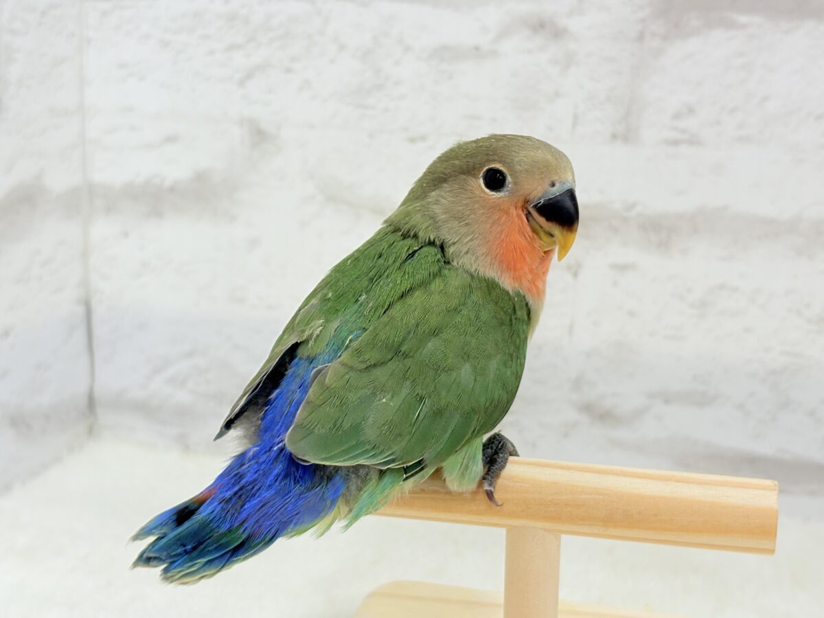 コザクラインコ（小桜インコ）