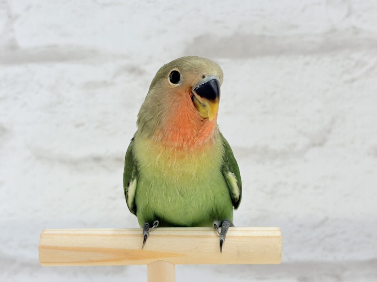 コザクラインコ（小桜インコ）