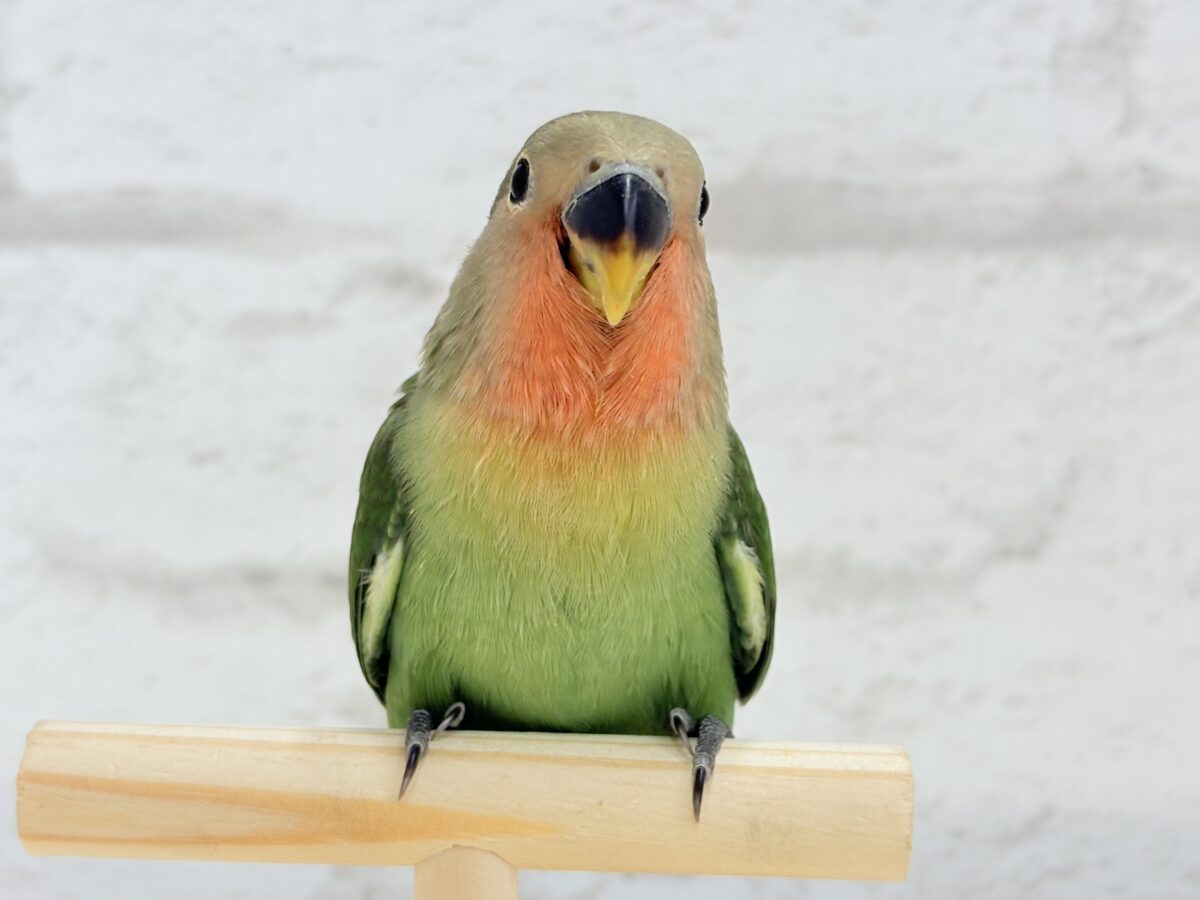 コザクラインコ（小桜インコ）