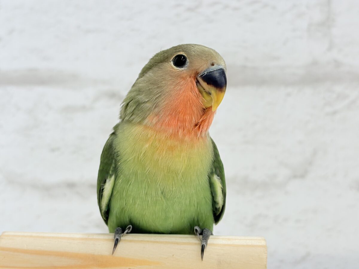 コザクラインコ（小桜インコ）