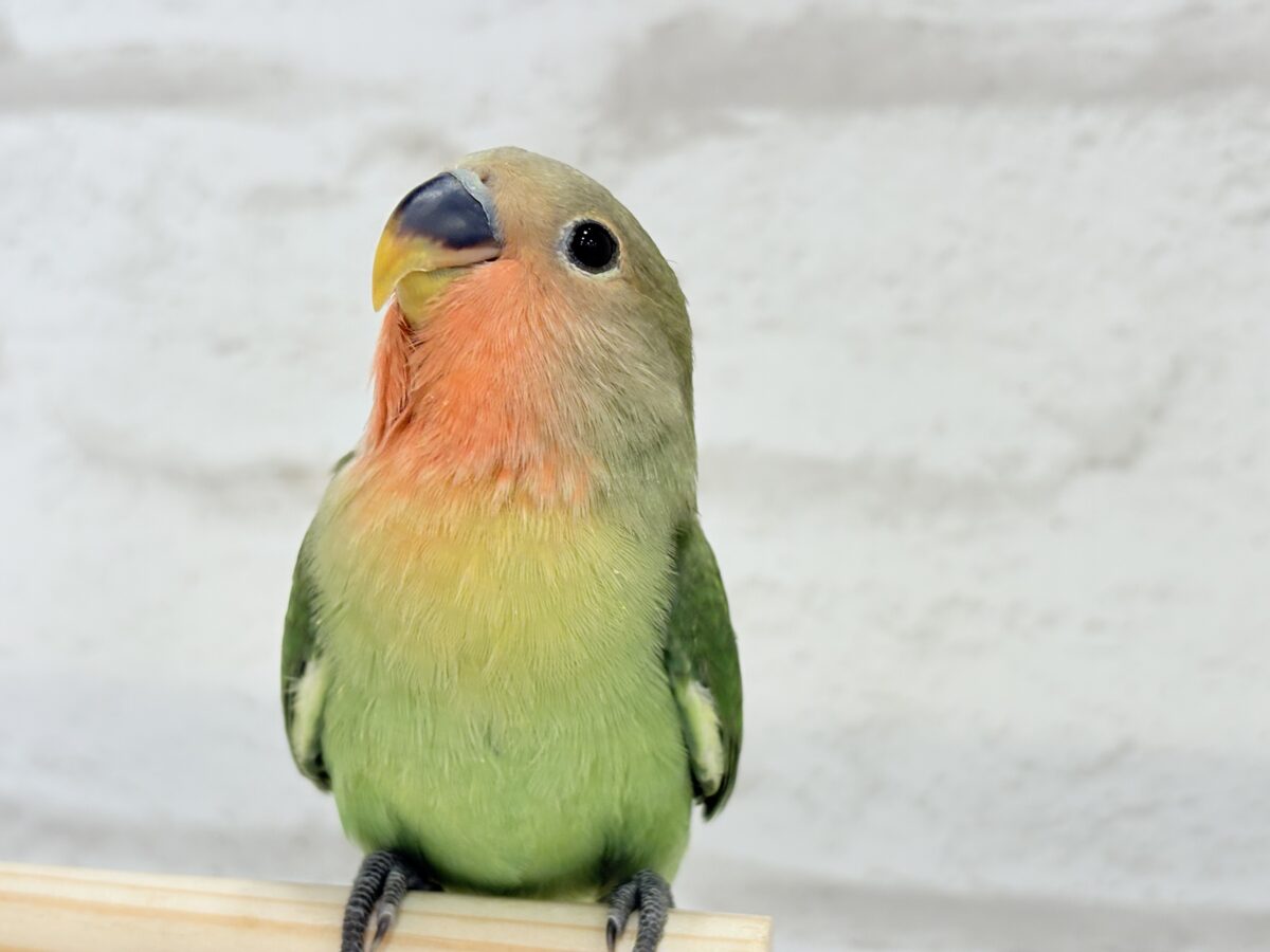 コザクラインコ（小桜インコ）