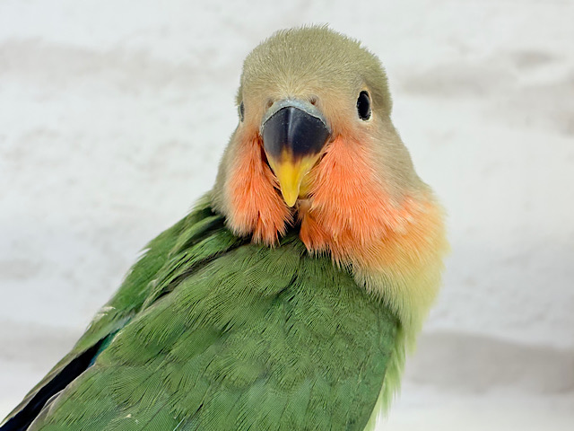 【最新画像更新🪄】ぽやぽや〜っとおっとりさん𓈒𓏸︎︎︎︎ 𓈒𓂂𓏸コザクラインコ(ノーマル) ヒナ