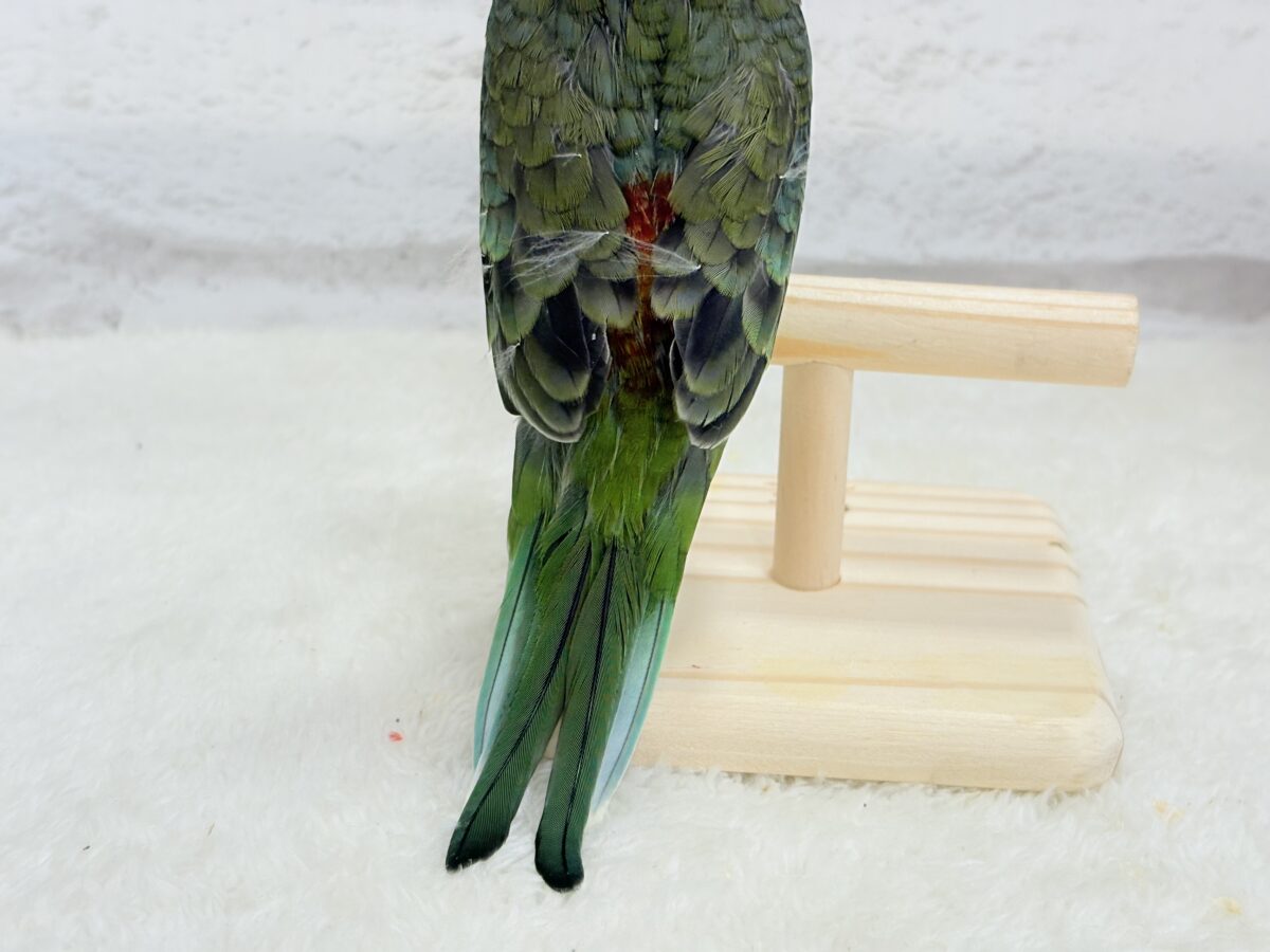 【最新画像更新🪄】美しの声を響かせて〜🐣♬*°ビセイインコ(オパーリン) ヒナ ビセイインコ(美声インコ)