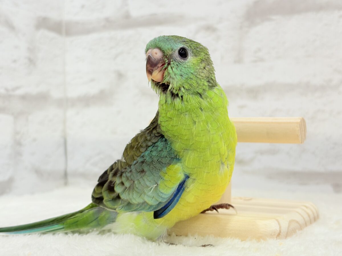 【最新画像更新🪄】美しの声を響かせて〜🐣♬*°ビセイインコ(オパーリン) ヒナ ビセイインコ(美声インコ)