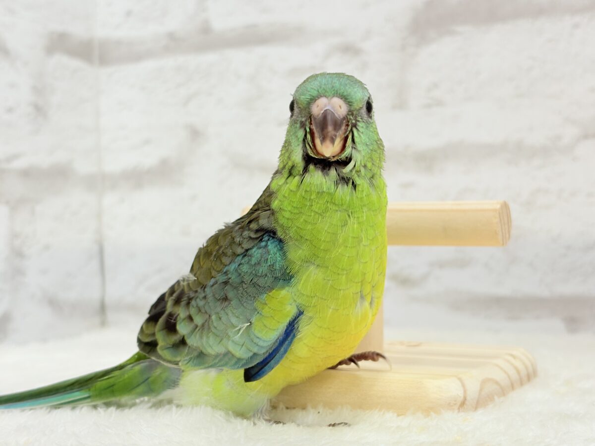 ビセイインコ（美声インコ）