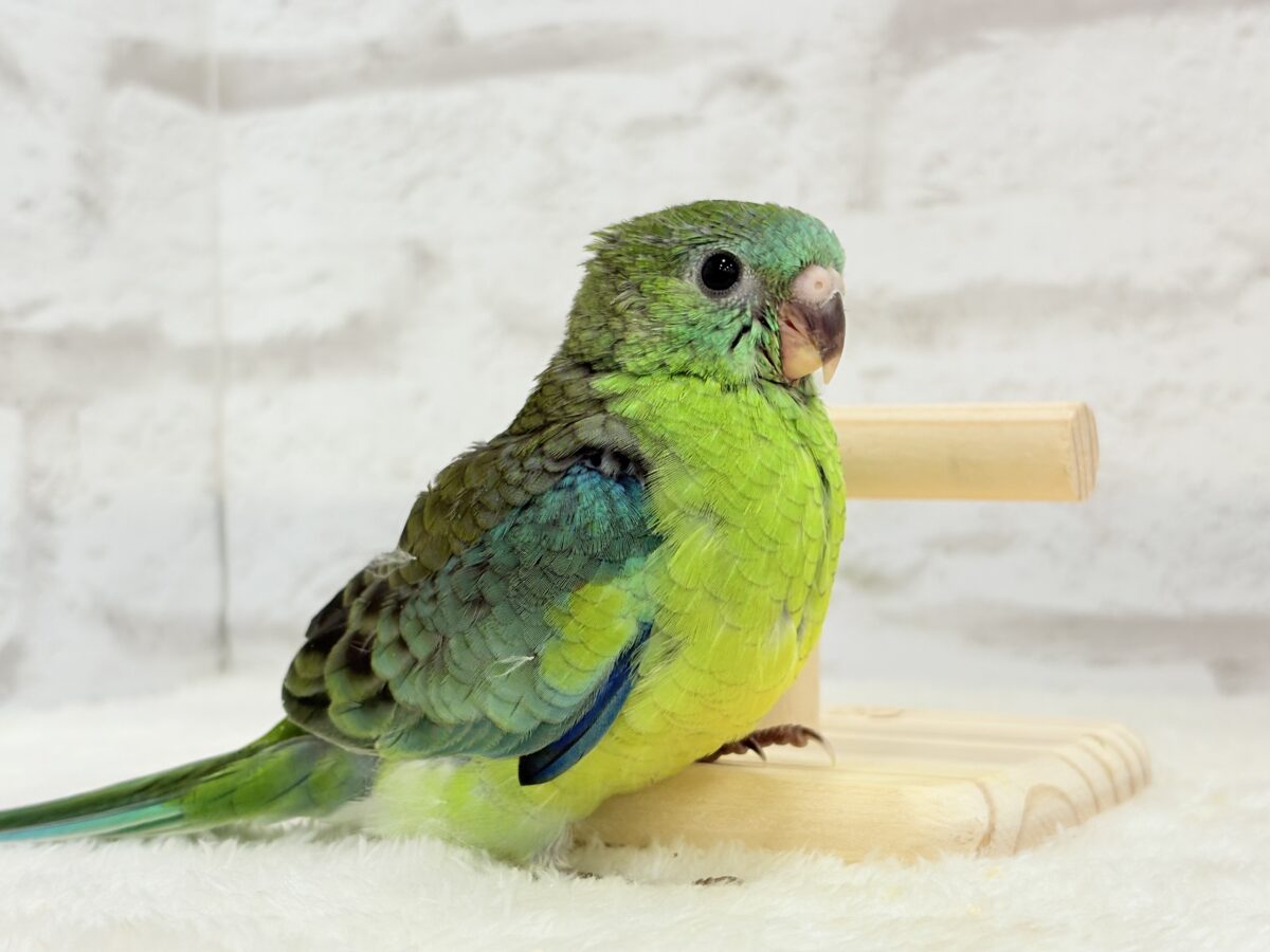 ビセイインコ（美声インコ）