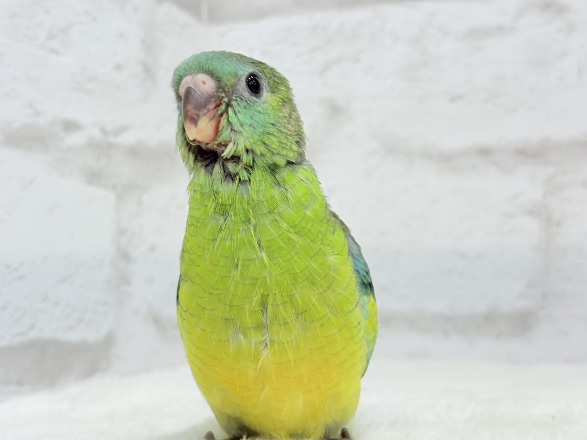 ビセイインコ（美声インコ）
