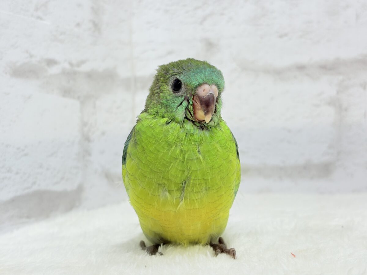 ビセイインコ（美声インコ）