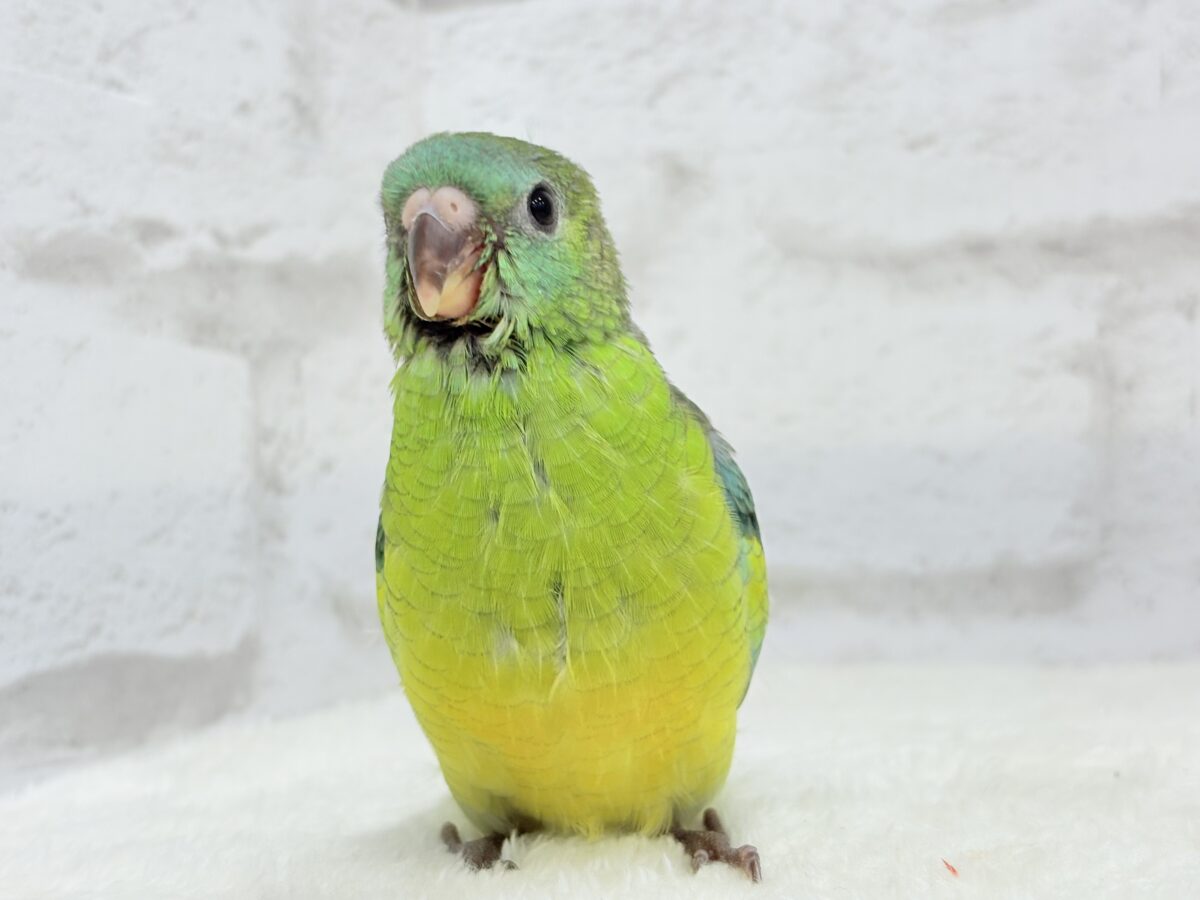【最新画像更新🪄】美しの声を響かせて〜🐣♬*°ビセイインコ(オパーリン) ヒナ ビセイインコ(美声インコ)