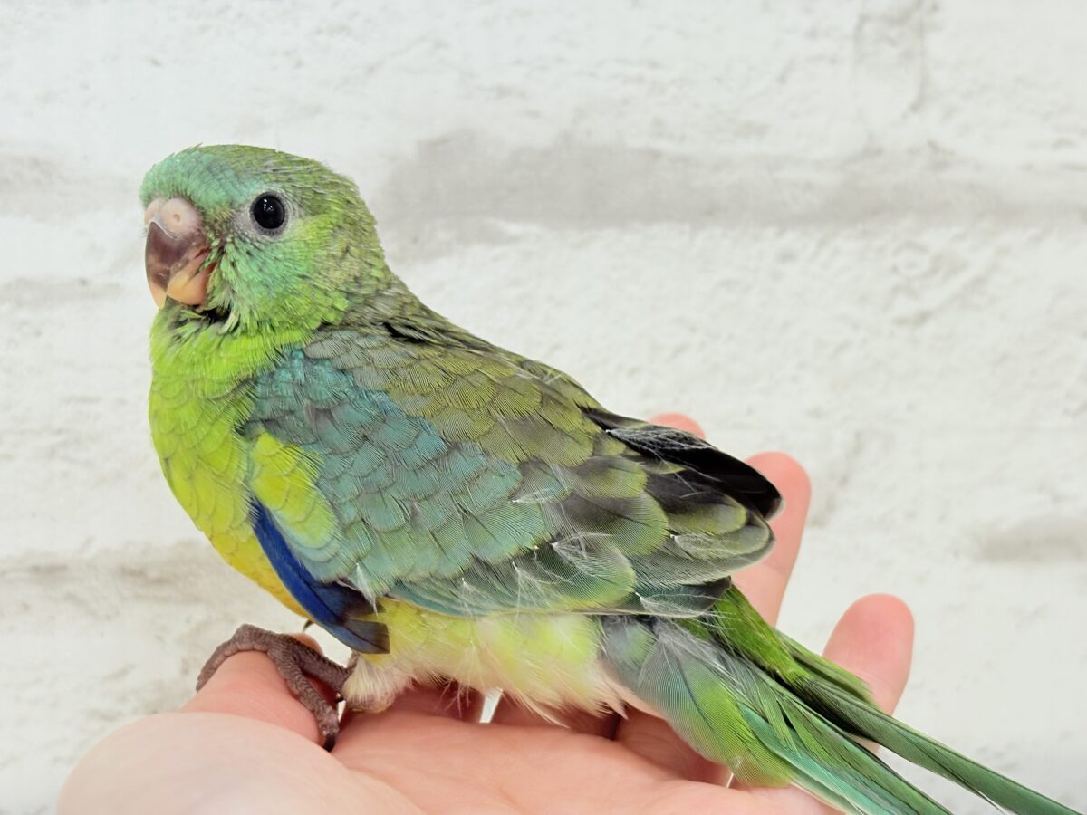ビセイインコ（美声インコ）