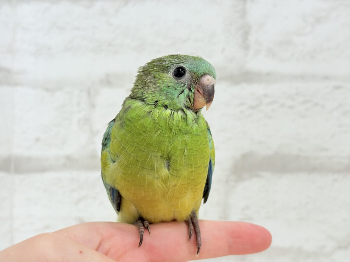 【最新画像更新🪄】美しの声を響かせて〜🐣♬*°ビセイインコ(オパーリン) ヒナ ビセイインコ(美声インコ)