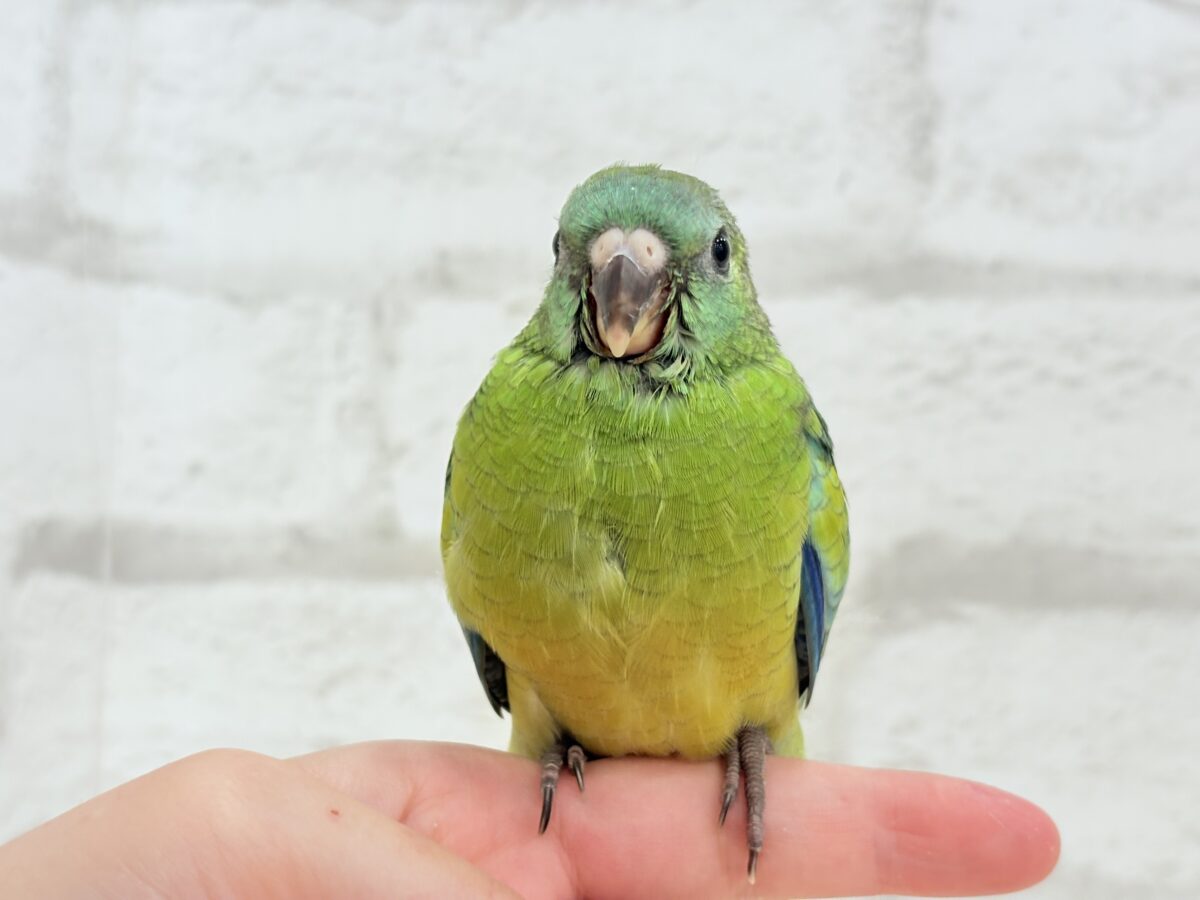 ビセイインコ（美声インコ）