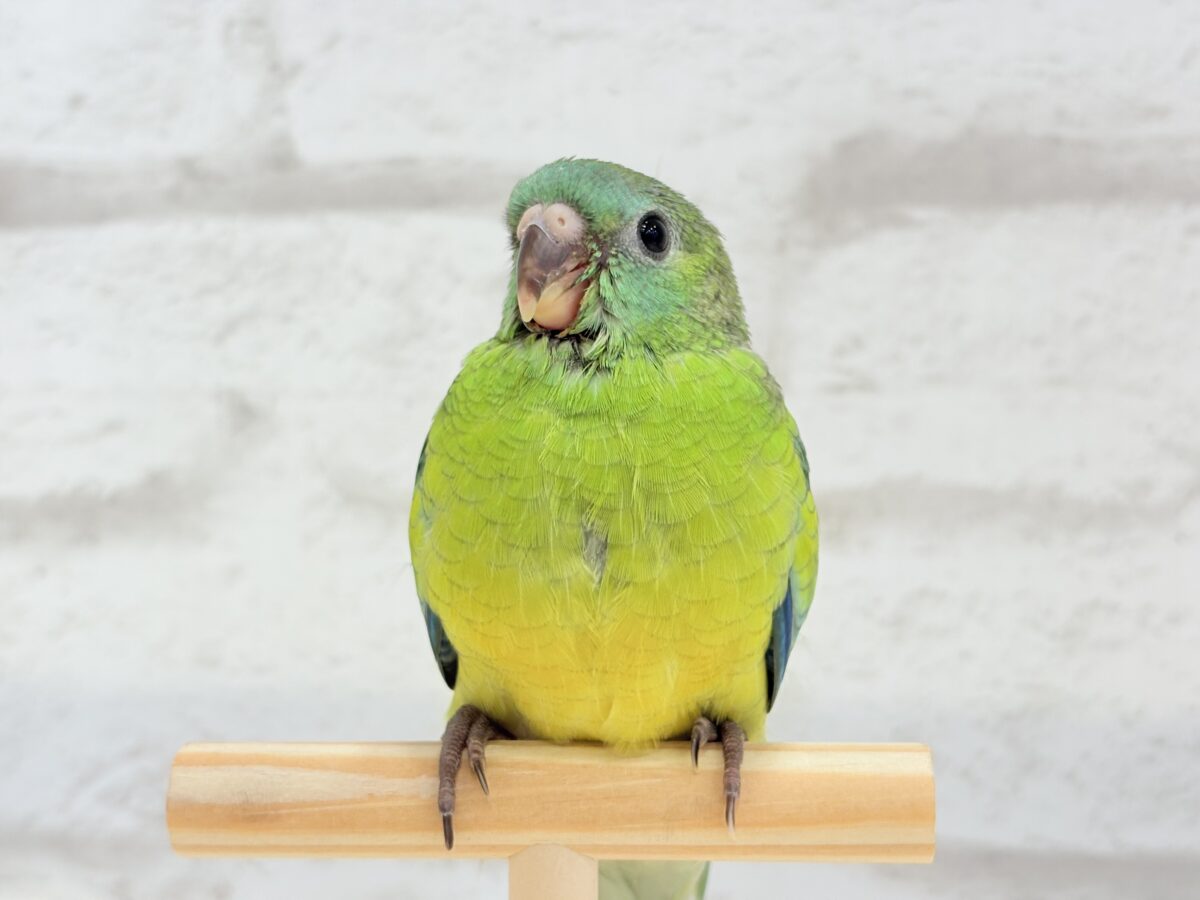 ビセイインコ（美声インコ）