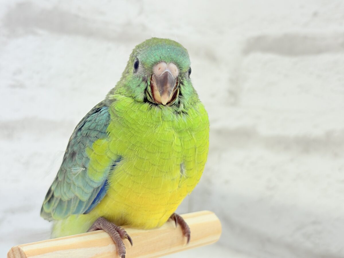 ビセイインコ（美声インコ）