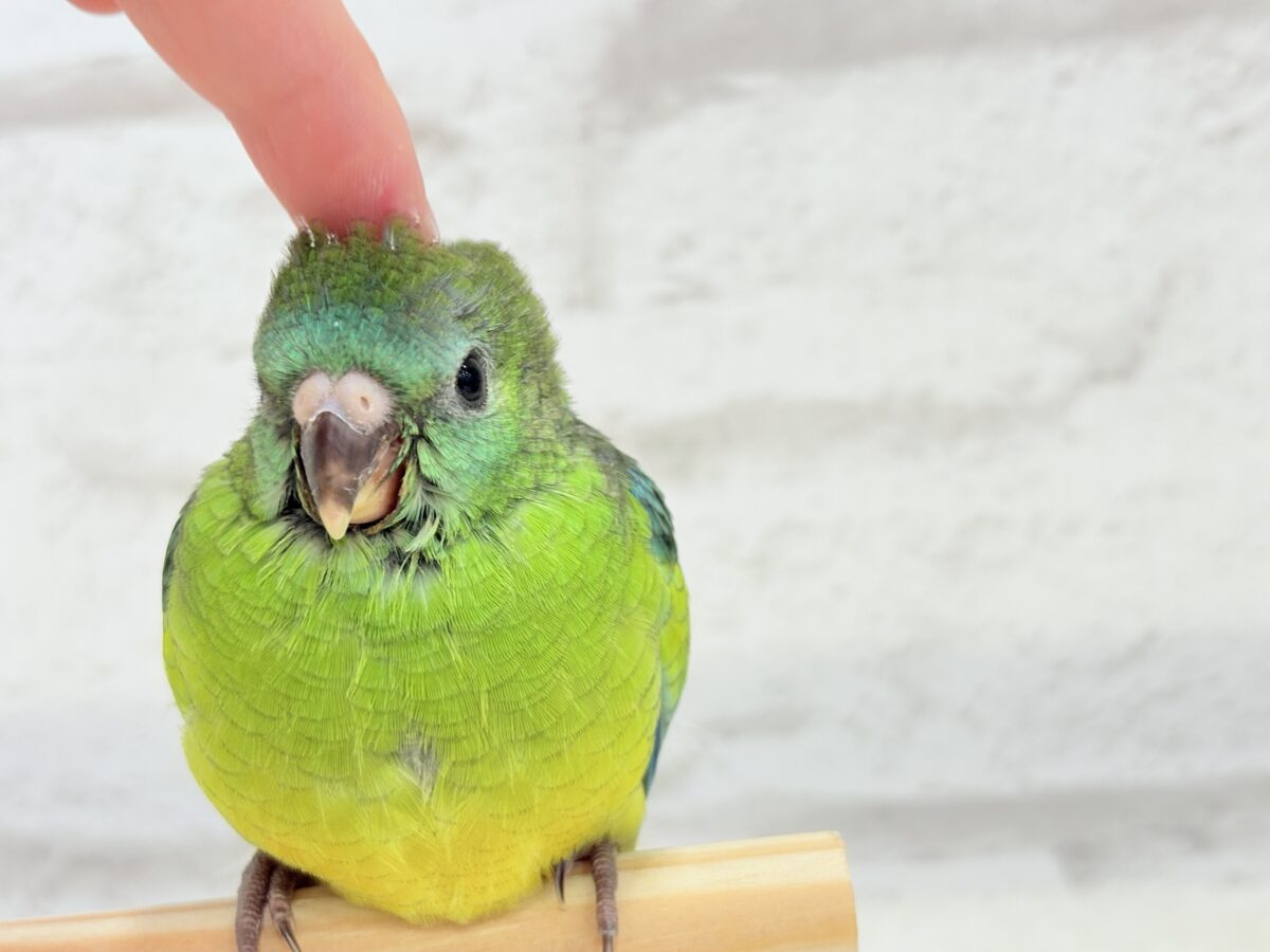 ビセイインコ（美声インコ）